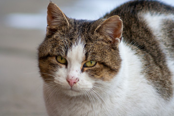 Close up of a cat with yellow eyes