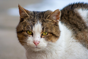Close up of a cat with yellow eyes