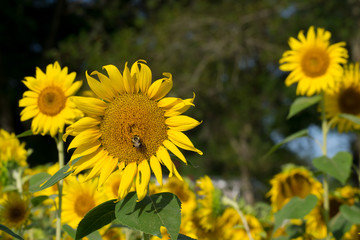 Obraz premium Happy sunflower field - nature and outdoor summer wonderland