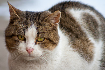 close up cat with yellow eyes lying on concrete in winter