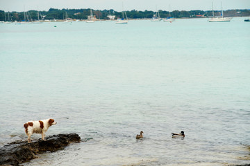 Porto Cesareo, seascape with dog and ducks - Italy