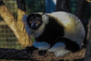 Obraz premium Lemur