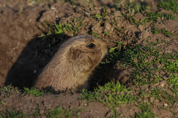 Prairie dog