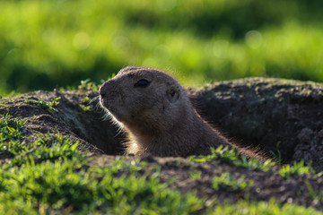 Prairie dog