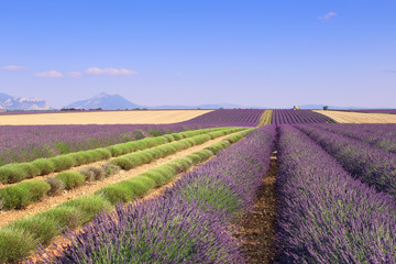 Fototapeta na wymiar France, landscapes of Provence: Harvest lavender fields