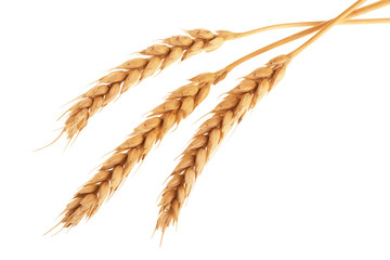 ears of wheat isolated on white background. Top view