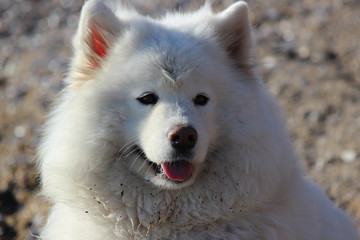 Obraz premium Muzzle Samoyed. close portrait of a very beautiful white fluffy dog. one of the most beautiful animals in the world