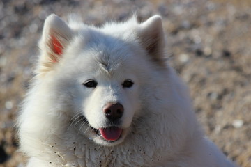 Obraz premium Muzzle Samoyed. close portrait of a very beautiful white fluffy dog. one of the most beautiful animals in the world