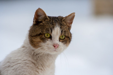 close-up of a cat with beautiful eyes on a white background in winter