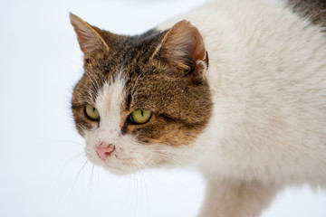 Fototapeta na wymiar a sneaking cat on snow in winter