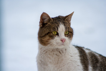 Obraz premium a sneaking cat on snow in winter