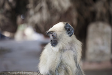 Little gibbon in India street