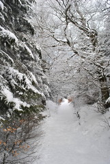 Zima w lesie © bnorbert3