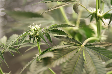 Home-grown marijuana. Cannabis in the flowerpot. Blooming Marijuana plant in nature