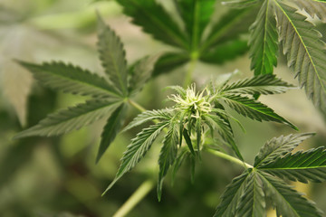 Home-grown marijuana. Cannabis in the flowerpot. Blooming Marijuana plant in nature