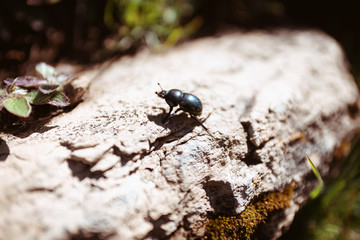Beetles Insects Bugs Japanese rhinoceros beetle (Allomyrina dichotoma) or Japanese horn beetle (or Kabutomushi, Kabuto is Japanese for Samuai hemlet, and Mushi is Insect) in nature