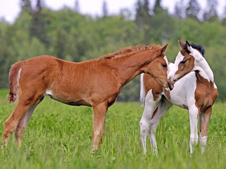 Two cute Foals, chestnut and Pinto at spring pasture, greeting each other.