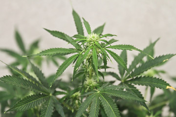 Home-grown marijuana. Cannabis in the flowerpot. Blooming Marijuana plant in nature