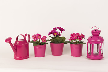 Gerberas rosas, farol rosa, regadera rosa y otras flores.