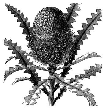 Victorian Engraving Of A Banksia Plant