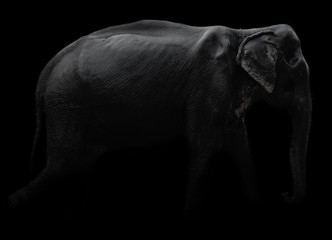 An image of an elephant from the side with top light and black background