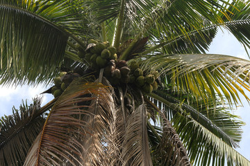 Coconut palm trees in Thailand. Holidays, nature and garden