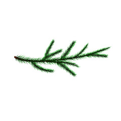Vector spruce branch on a white background