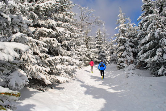 Biegacze w zimowym lesie
