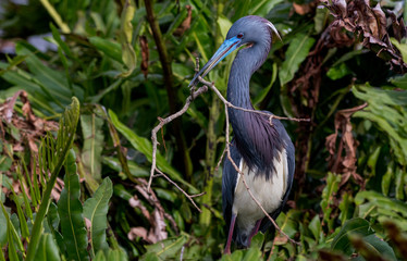 Fototapeta premium Tri-color Heron