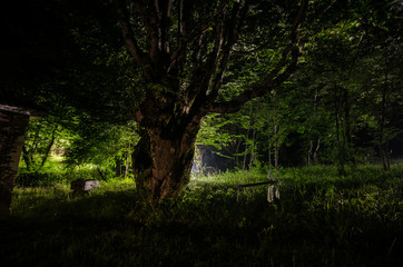 Obraz premium Night fog in the village. Mysterious. Moonlight. Lighting up Swing near the tree in the yard. The light from the backside of trees. Mystic night ountryside. Light in the fog.
