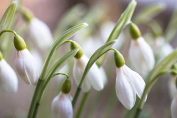 Flowers symphony of snowdrops