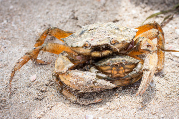 Big and little crabs