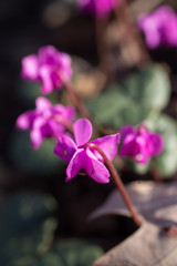 Spring flowers of cyclamen