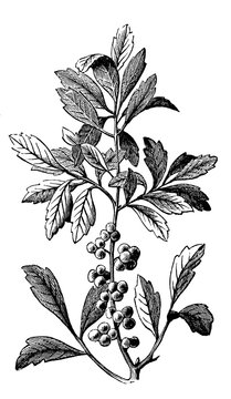victorian engraving of a bayberry plant