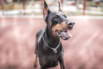Portrait of doberman pinscher,selective focus