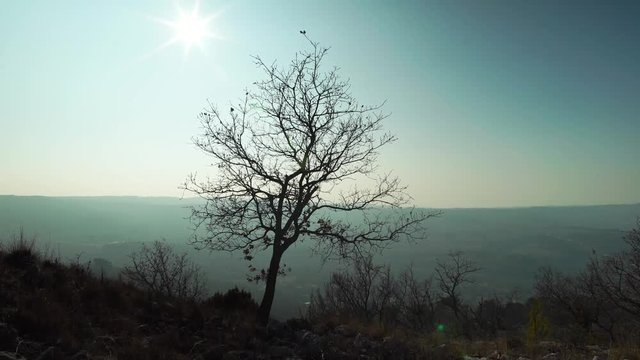 Arbre mort sur colline 