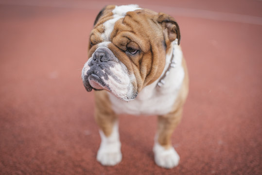 English bulldog posing outdoor,selective focus