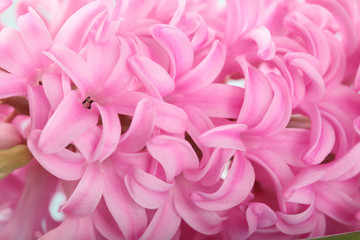 Hyacinth Pink Surprise Dutch Hyacinth . Spring flowers. The perfume of blooming hyacinths is a symbol of early spring. Closeup.Texture