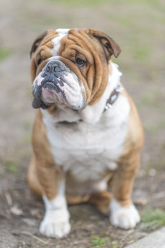 English bulldog ,ale posing outdoor,selective focus