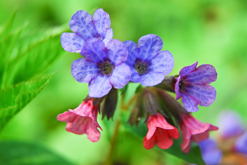 Pink and blue flowers Unspotted lungwort or Suffolk lungwort (Pulmonaria obskura) in the early spring 