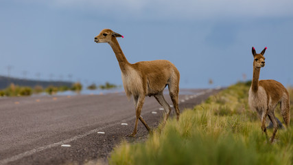lamas on the road in Bolivia © Agata Kadar