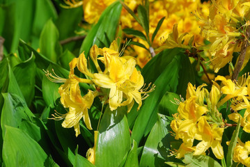 The Japanese yellow deciduous rhododendron (Rhododendron molle japonicum)