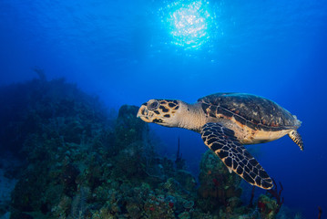 Obraz premium A hawksbill turtle enjoys cruising through his underwater domain above a pristine tropical reef. The coral grows under the sun that can be seen in the sky through the blue ocean