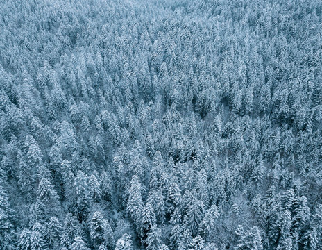 Aerial of a snowy pine forest on a cloudy day at lake Eibsee, Germany
