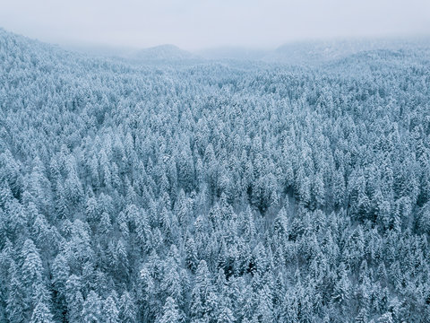 Aerial of a snowy pine forest on a cloudy day with mountains in the background at lake Eibsee, Germany