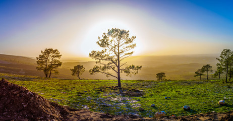 Obraz premium Sunset through an oak tree
