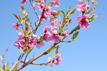 Fototapeta na wymiar Apricot flowers on tree branches with blue sky in the background.