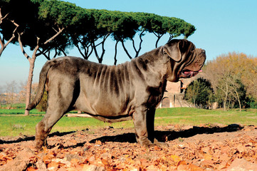 Neapolitan Mastiff dog