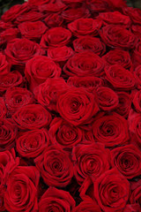 Big group of red roses