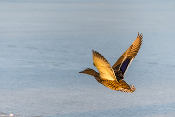 Wild mallard duck flying over the frozen lake